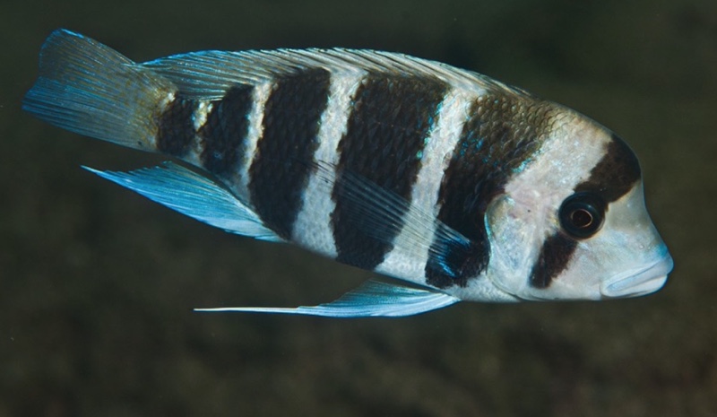 Cyphotilapia frontosa 'Segunga'